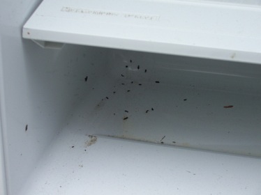 Mouse Droppings in Refrigerator of School With Mold Problem