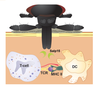 Examining Lyme Spirochete’s Bag of Immune-Evasive Tricks