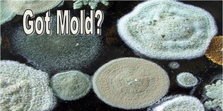 How do you know if mold is making you sick?