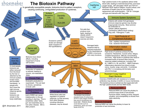 The Biotoxin Pathway