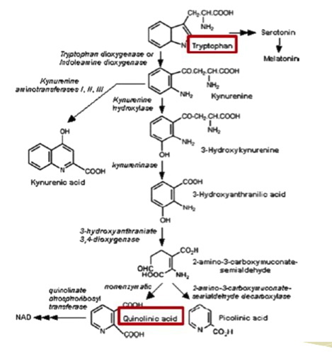 Mary Ackerley The Brain On Fire Role Of Toxic Mold In This Diagram Shows Brain Secretions Causing Inflammation Otherwise Known As Excitotoxicity In The End Result Is An Increase Depression And