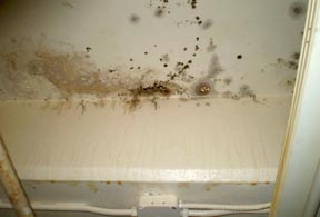 mold in a water damaged building