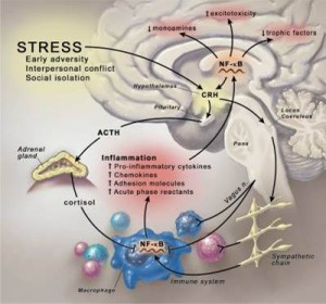 Mary Ackerley: The Brain on Fire: The role of toxic mold