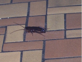 Cockroach in Moldy School