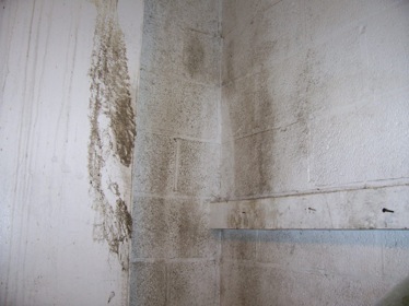 Mold On School Wall